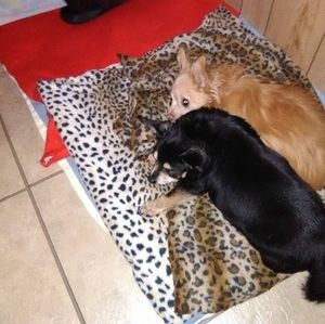 Meet your Posher, Michelle